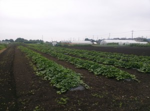 芋畑　２　２８０７２３